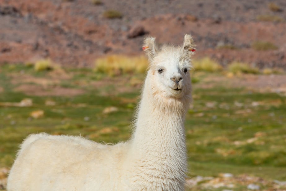 Llama